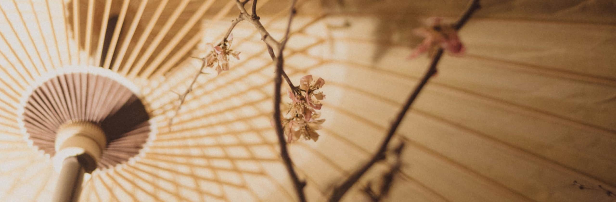 花宮すみれ|霊視鑑定師のカバー画像