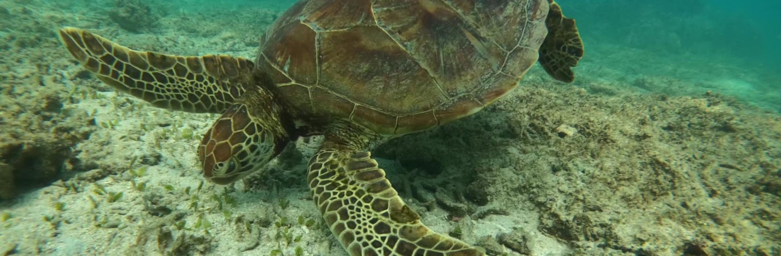 モリモリ*ビジネス応援隊のカバー画像