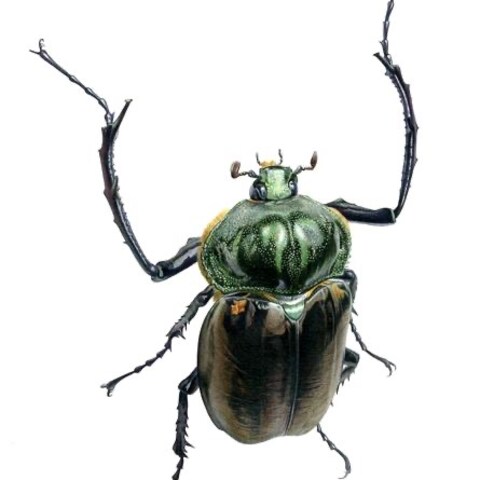 ヤンバルテナガコガネ