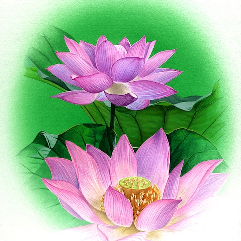 ハスの花