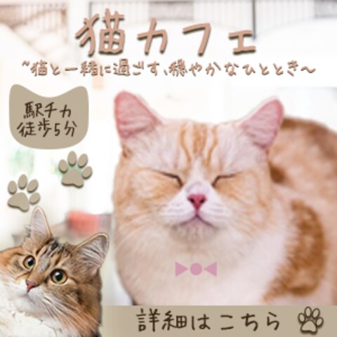 猫カフェのバナー