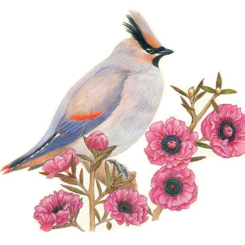 鳥と花のイラスト