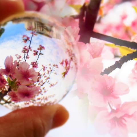 桜と水晶