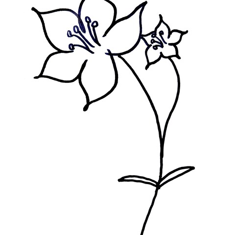 デルフィニウムのイラスト