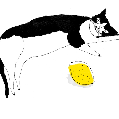 ねことレモン