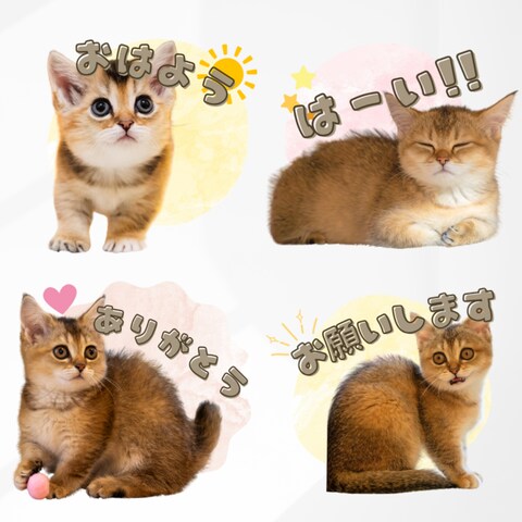 LINEスタンプ　シンプルデザイン背景あり