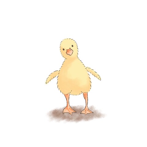 アヒルの赤ちゃん
