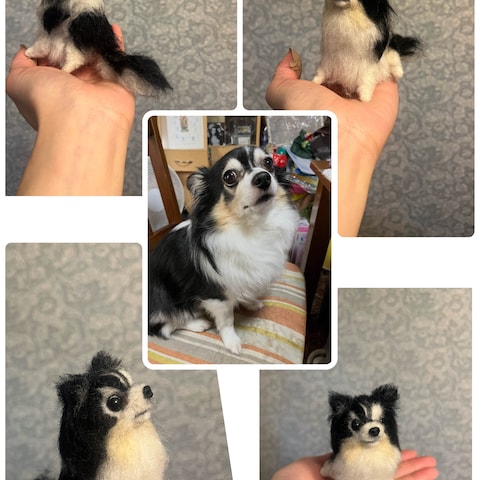 羊毛チワワちゃん