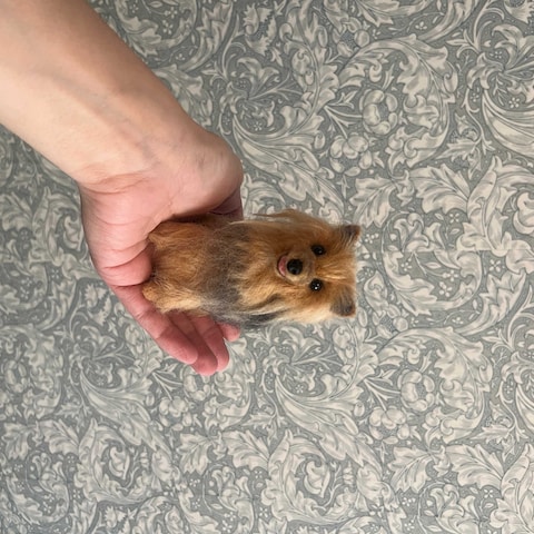 羊毛でうちの子作りませんか