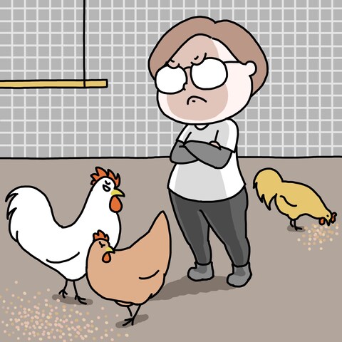 鶏界も人間と同じ