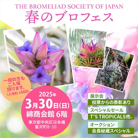 日本ブロメリア協会「春のブロメリアフェスティバル」インスタ用