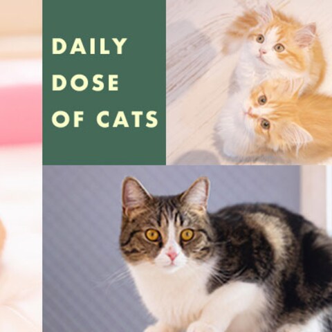 保護猫カフェ|Instagram誘導バナー