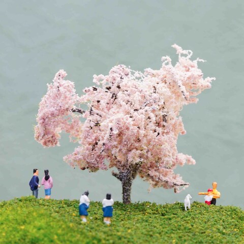 ”Cherry Blossom”