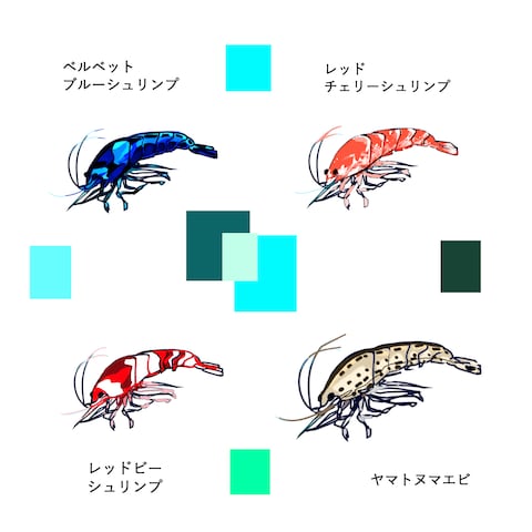 アクアリウムのお掃除やさん