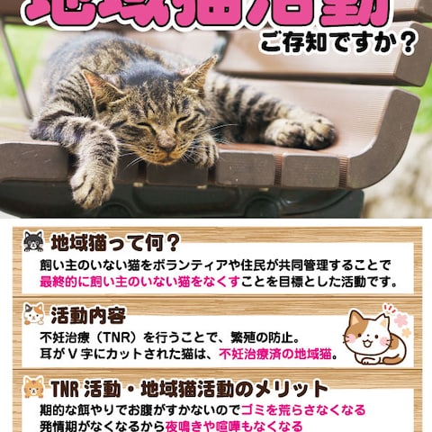 地域猫宣伝ポスター・チラシ