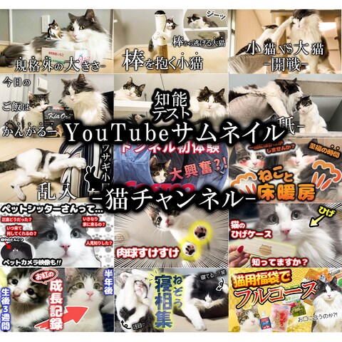 YouTubeサムネイル-猫チャンネル-