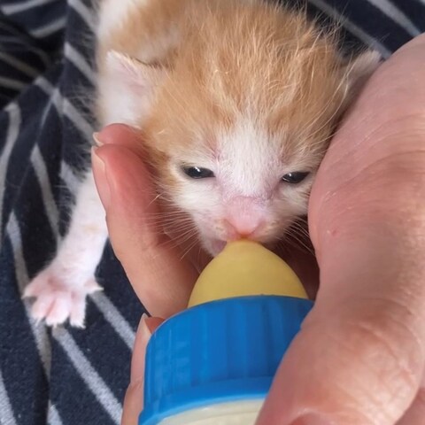 ミルクを飲まない子の飲ませ方アドバイス