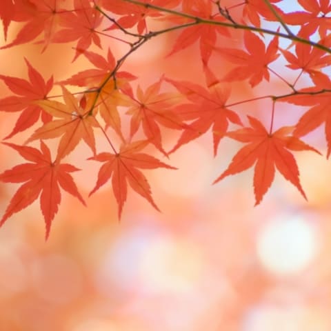 紅葉