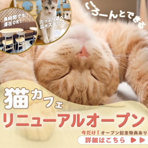 【架空｜自主制作】猫カフェリニューアルオープン