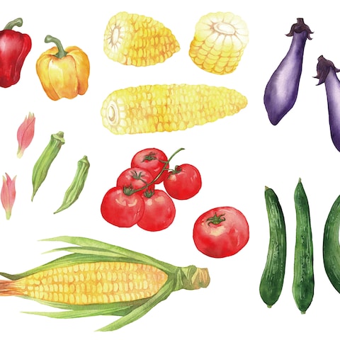 野菜を透明水彩絵の具で描きました
