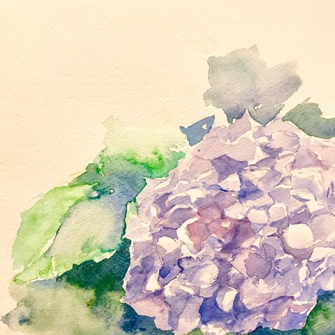 紫陽花(水彩)