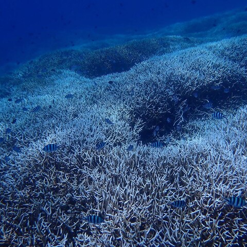 自然遺産の海で珊瑚礁撮影