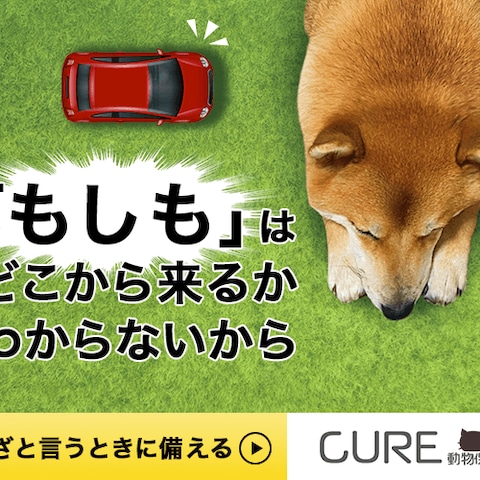 動物保険のバナー制作