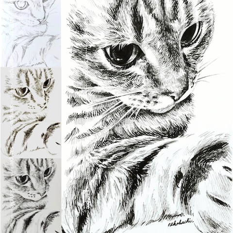 ペン画猫さん
