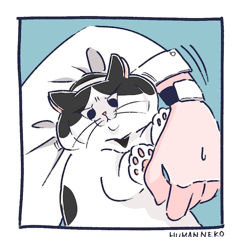 不満気な顔の猫