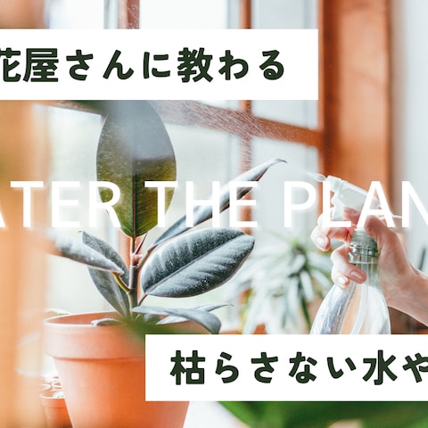 観葉植物育てかたYouTubeサムネイル