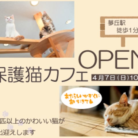 保護猫カフェのオープン告知