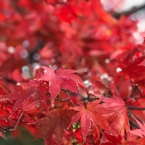紅葉