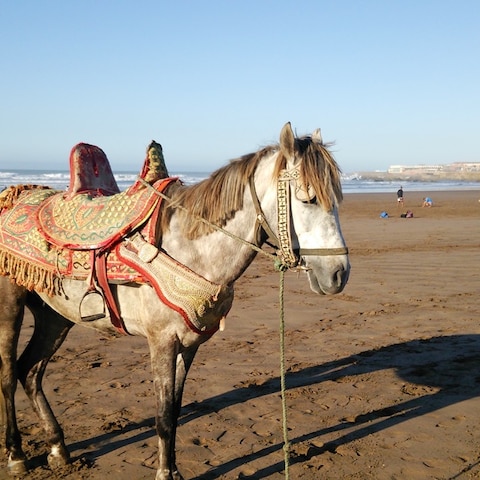 モロッコの馬