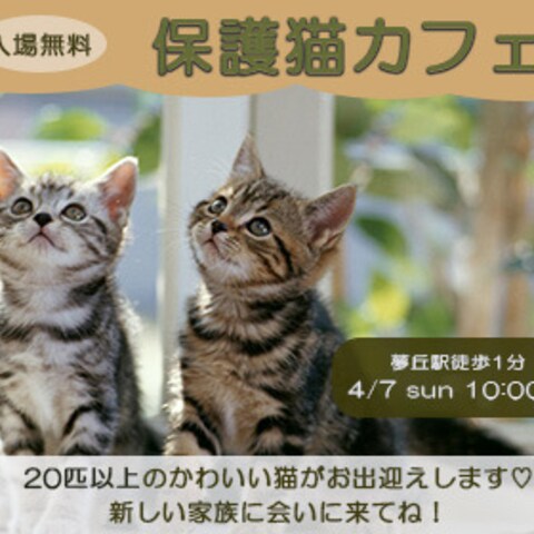 保護猫カフェオープン広告