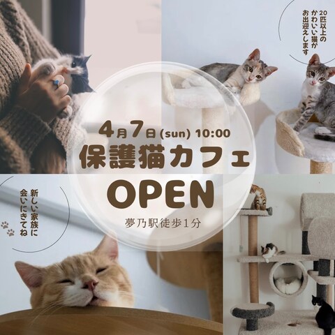 温もり/優しさ/ゆったり 「保護猫カフェオープン」