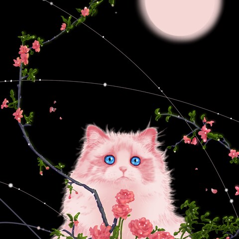 月夜のふしぎ