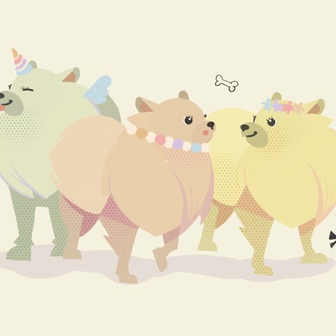 コットンキャンディ・ポメラニアン