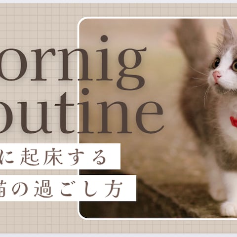 朝5時から活動する子猫のルーティン