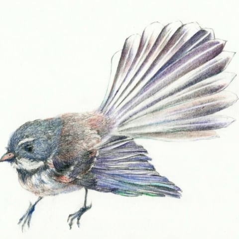 Fantail