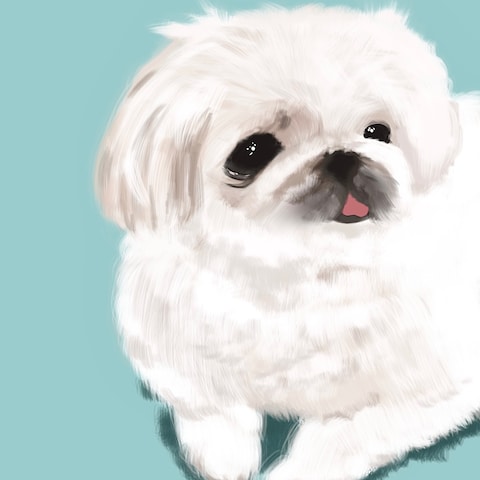 ペキニーズ