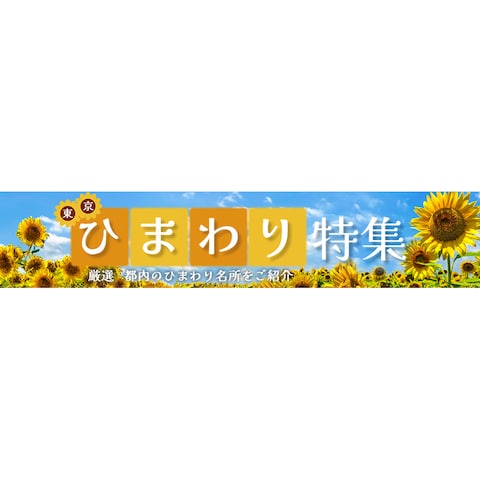バナー：ひまわり特集