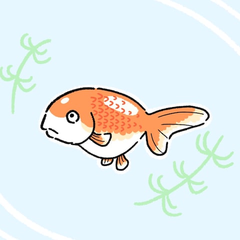 らんちゅう