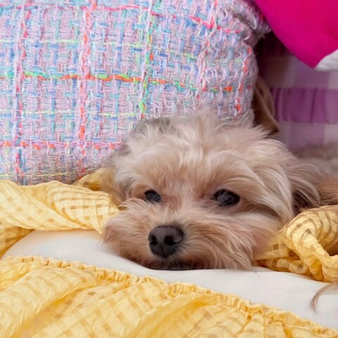 愛犬です♡