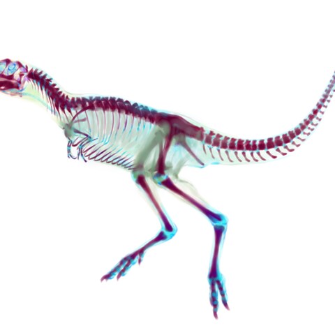 恐竜透明標本