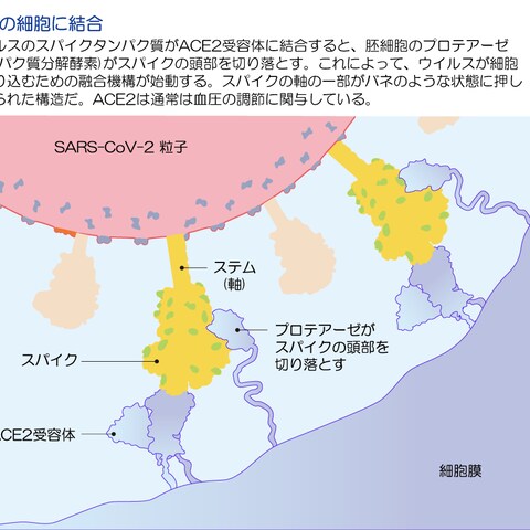 挿絵