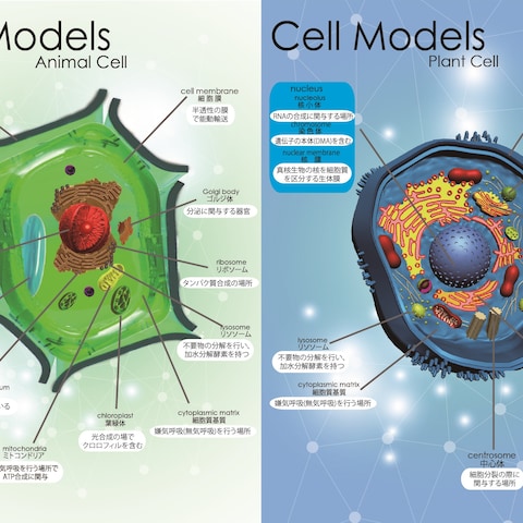 生物：細胞のデザイン