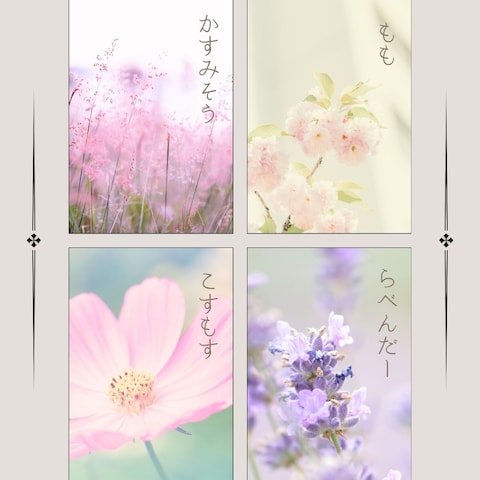 今週のおすすめ切り花