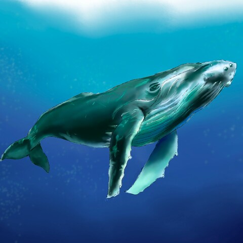 クジラ　iPhone壁紙