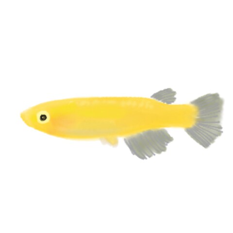 イラスト