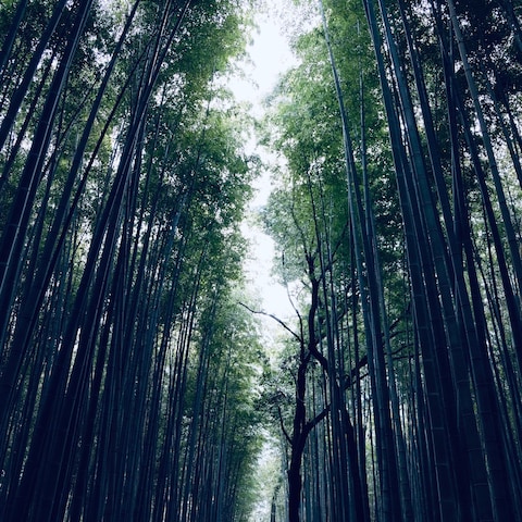 竹の小道